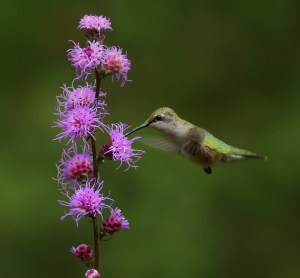 07-Best2012 Ruby-throated Hummingbird female and Liatris Skogstjarna Carlton Co MN IMG_0064370