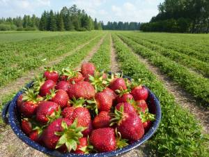 Finke's Strawberry fields