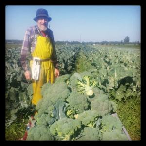 Farmer John Harvesting Broccoli