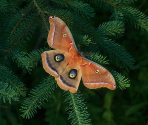 Polyphemus moth Antheraea polyphemus Skogstjarna Carlton Co MN IMG_7850