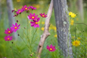 Cosmos Skogstjarna Carlton Co MN