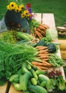 garden vegetables Skogstjarna