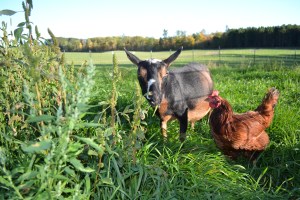 Goat and Chicken